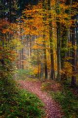 Fototapeta premium Autumn in the woods