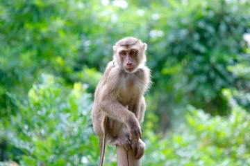  Portret van makaak aap © leisuretime70