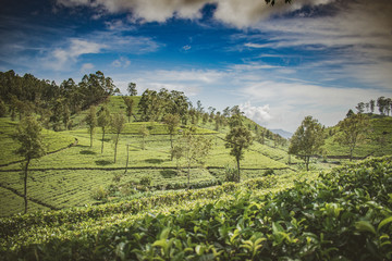 Beautiful tea estate in Sri Lanka