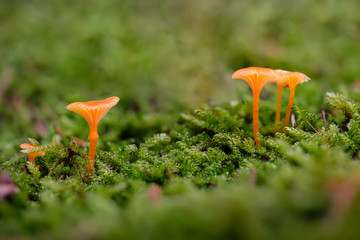 Orange Pilze der Gattung Saftlinge (Hygrocybe)