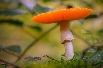 Fliegenpilz im Wald Nahaufnahme
