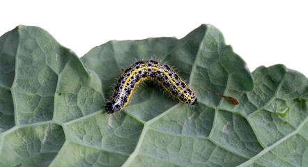 Caterpillar from a Large Cabbage White butterfly on cabbage leaf, part iaolated aganst white behind. Pieris brassicae.