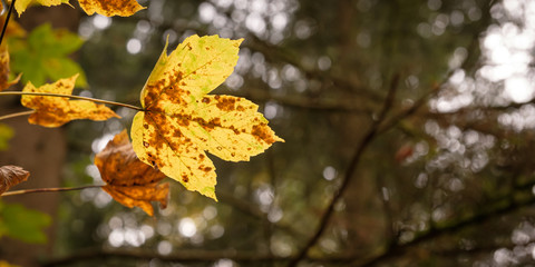 Naklejka na ściany i meble Ahornblatt gelb im Herbst