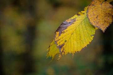 Haselnuss Laub gelb Herbst