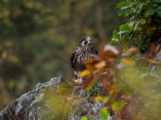 Saker falcon (Falco cherrug) in autumn forest. Saker falcon sitting on rock in autumn tree.