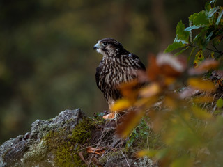 Saker falcon (Falco cherrug) in autumn forest. Saker falcon sitting on rock in autumn tree.
