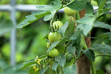 tomate-cerise en croissance 