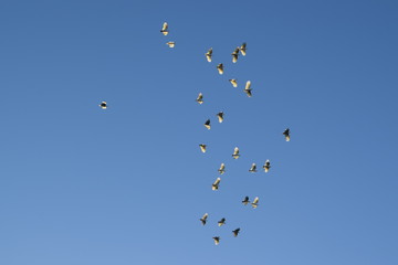 birds flying