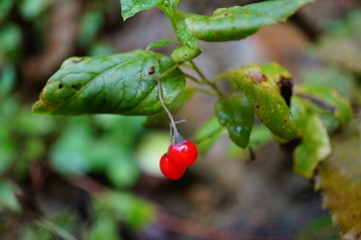 red cherries on the tree