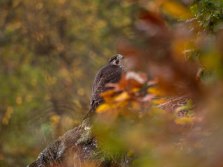 Saker falcon (Falco cherrug) in autumn forest. Saker falcon sitting on rock in autumn tree.