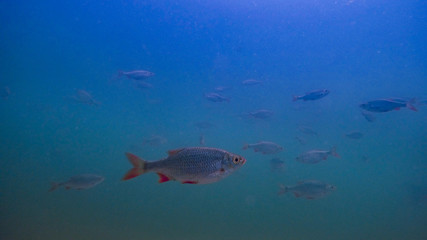 Underwater