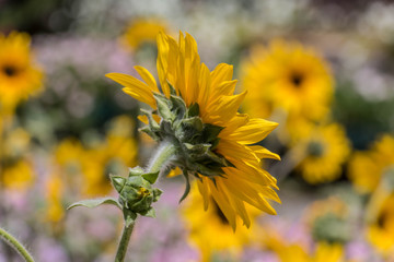 Beautiful Flourish Landscape of Miracle Garden with over 45 million flowers on a sunny day, Flower Garden in Dubai, UAE