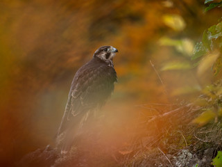 Saker falcon (Falco cherrug) in autumn forest. Saker falcon sitting on rock in autumn tree.