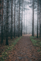 misty forest a foggy autumn day