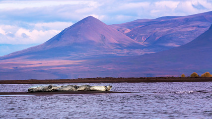 seals on iceland