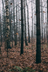misty forest a foggy autumn day