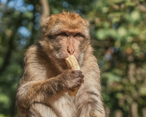 Berberaffe mit Banane in der Hand