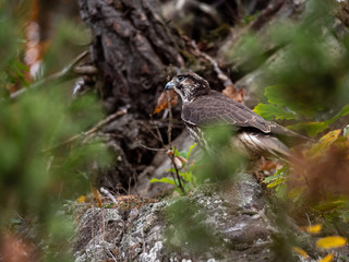 Saker falcon (Falco cherrug) in autumn forest. Saker falcon sitting on rock in autumn tree.