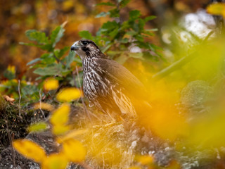 Saker falcon (Falco cherrug) in autumn forest. Saker falcon sitting on rock in autumn tree.