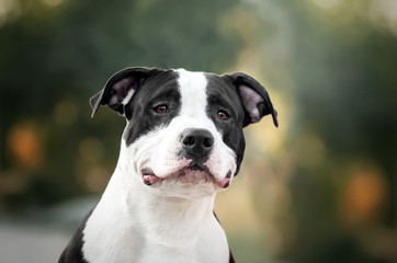 cute american staffordshire terrier dog lovely autumn portrait