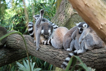Avifauna Nederland Park. Themed bird zoo.