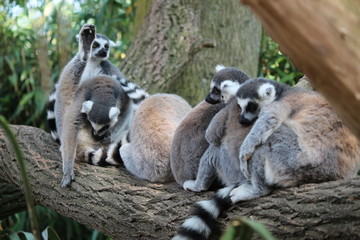 Avifauna Nederland Park. Themed bird zoo.