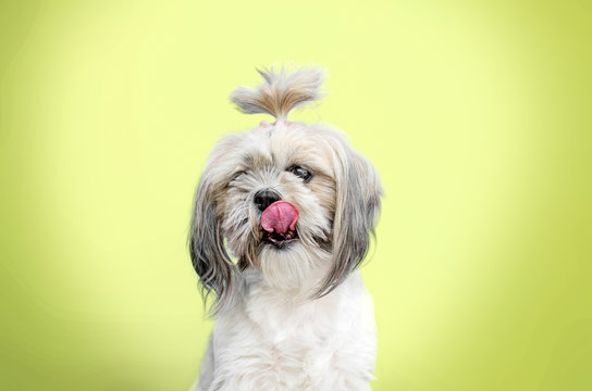 shih tzu dog cute hairstyle portrait on bright background