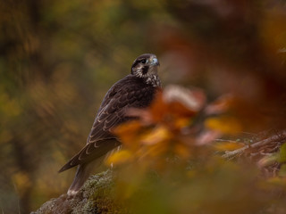 Saker falcon (Falco cherrug) in autumn forest. Saker falcon sitting on rock in autumn tree.