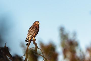 Fierce Red Shouldered Hawk rests atop dried branch perch with sharp claws while looking to the right for potential prey to hunt.