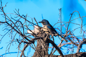 Blue Scrub Jay grasps branch perch tightly atop dead wood tree with blue sky in background while looking to left.
