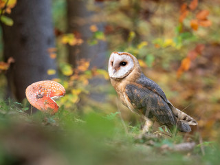 Barn owl (Tyto alba) sitting by Amanita muscaria in autumn forest. Barn owl by mushroom.