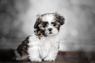 little cute puppy shih tzu lovely dog ​​portrait