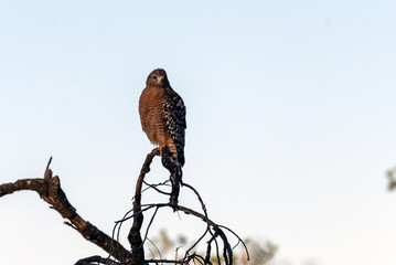 Fierce Red Shouldered Hawk rests atop dried branch perch with sharp claws while looking forward for...