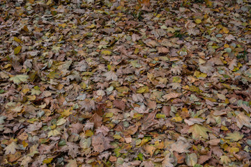 Fallen leaves cover the ground. Background. 