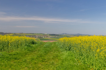 Rapeseed Field Scenery with a Path