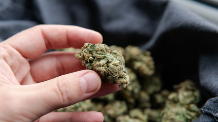 A fresh crop of marijuana buds in a black rag bag. Drying cannabis buds process