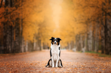 border collie dog funny walk in autumn park yellow color beautiful portrait