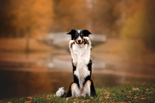 border collie dog funny walk in autumn park yellow color beautiful portrait