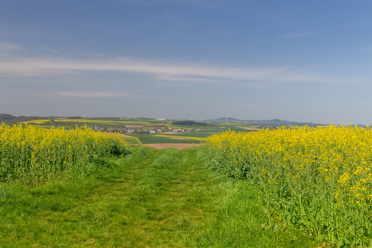 Rapeseed Field Scenery with a Path