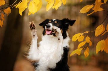 border collie dog funny walk in autumn park yellow color beautiful portrait