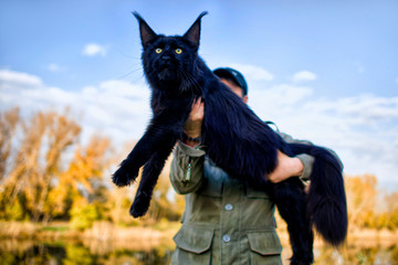 A girl holding in arms a gigantic maine coon cat in forest in fall. - obrazy, fototapety, plakaty