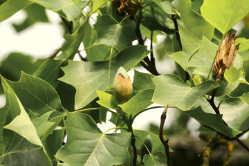 Blüte, Knospe des Tulpenbaumes, Liriodendron tulipifera 