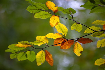 der Herbst kommt