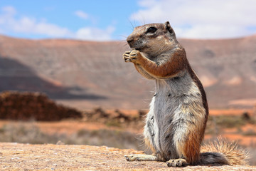Berber squirrel in Fuerteventura island