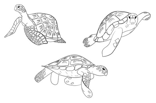 Vector set of sea turtle isolated white background