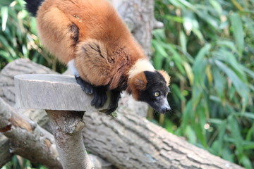 Avifauna Nederland Park. Themed bird zoo.