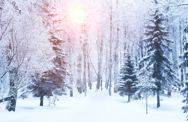 Winter fir tree christmas scene with sunlight.