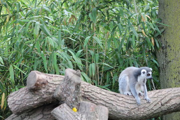 Avifauna Nederland Park. Themed bird zoo.