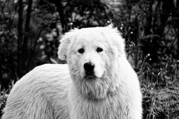 Big white dog