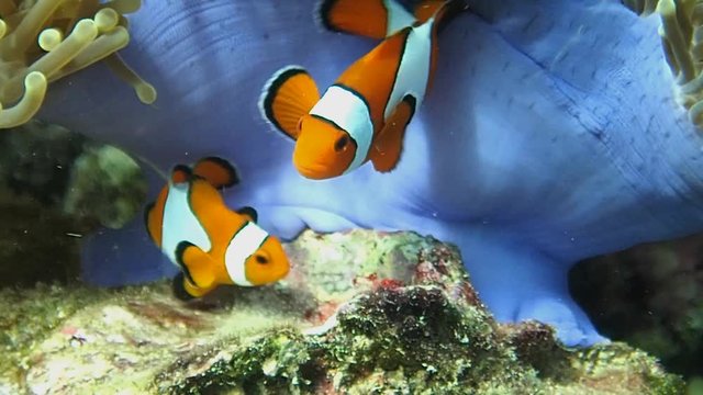 Clown fish taking care of their eggs